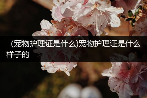 （宠物护理证是什么)宠物护理证是什么样子的
