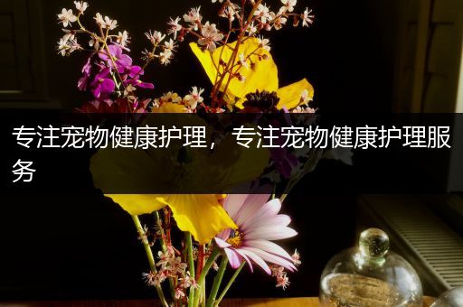 专注宠物健康护理，专注宠物健康护理服务