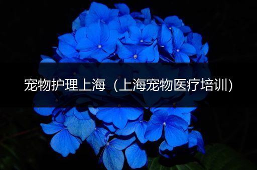 宠物护理上海（上海宠物医疗培训）