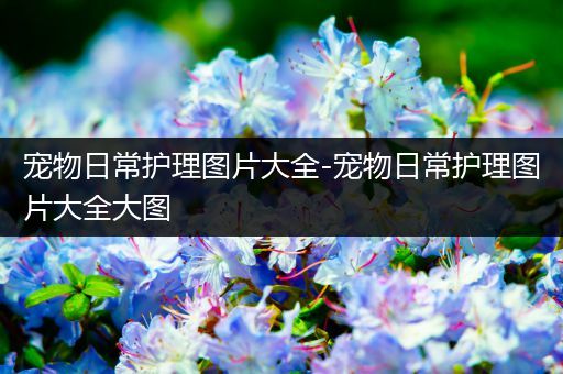 宠物日常护理图片大全-宠物日常护理图片大全大图