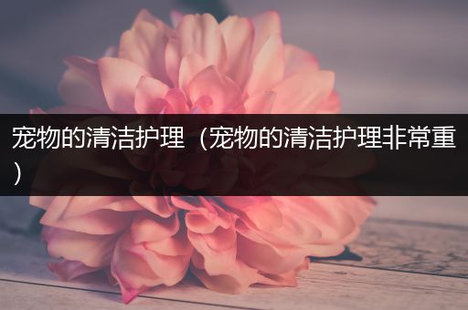 宠物的清洁护理（宠物的清洁护理非常重）