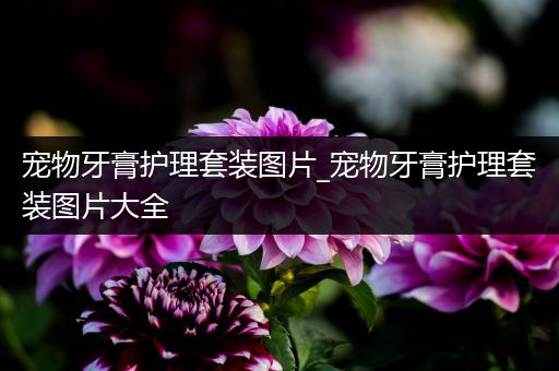 宠物牙膏护理套装图片_宠物牙膏护理套装图片大全
