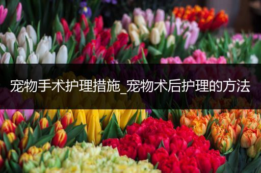 宠物手术护理措施_宠物术后护理的方法