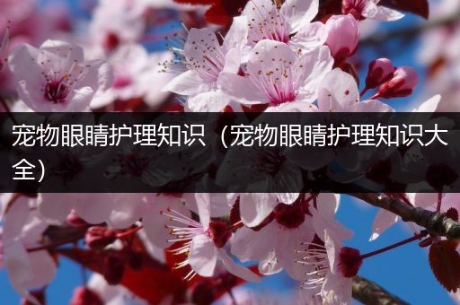 宠物眼睛护理知识（宠物眼睛护理知识大全）
