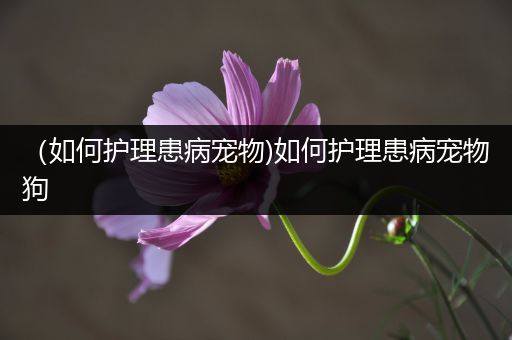 （如何护理患病宠物)如何护理患病宠物狗