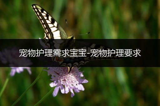 宠物护理需求宝宝-宠物护理要求