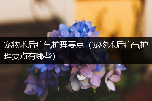 宠物术后疝气护理要点（宠物术后疝气护理要点有哪些）