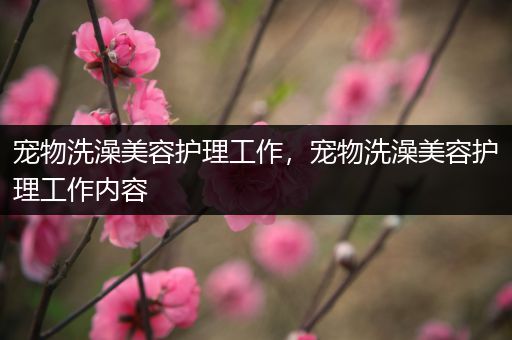 宠物洗澡美容护理工作，宠物洗澡美容护理工作内容