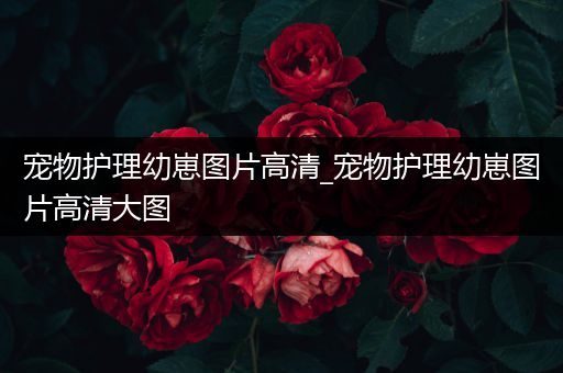 宠物护理幼崽图片高清_宠物护理幼崽图片高清大图