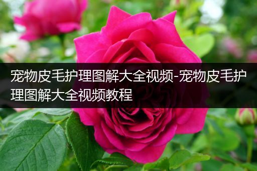 宠物皮毛护理图解大全视频-宠物皮毛护理图解大全视频教程