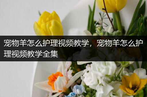 宠物羊怎么护理视频教学，宠物羊怎么护理视频教学全集