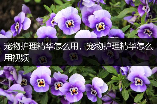宠物护理精华怎么用，宠物护理精华怎么用视频