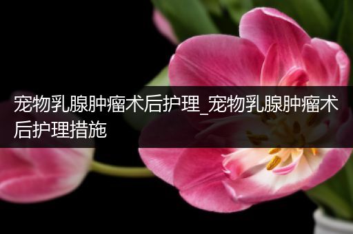 宠物乳腺肿瘤术后护理_宠物乳腺肿瘤术后护理措施