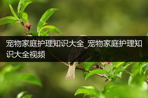 宠物家庭护理知识大全_宠物家庭护理知识大全视频