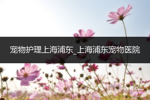 宠物护理上海浦东_上海浦东宠物医院
