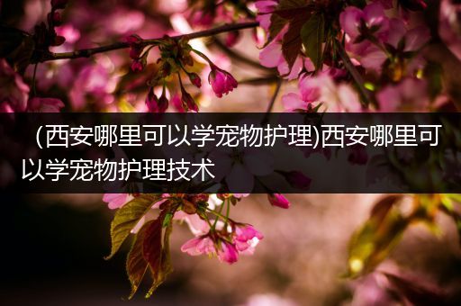 （西安哪里可以学宠物护理)西安哪里可以学宠物护理技术