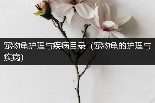 宠物龟护理与疾病目录（宠物龟的护理与疾病）