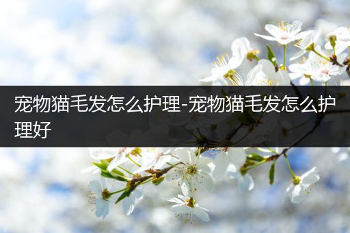 宠物猫毛发怎么护理-宠物猫毛发怎么护理好