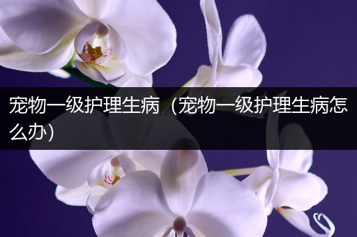 宠物一级护理生病（宠物一级护理生病怎么办）