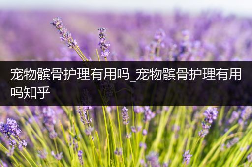 宠物髌骨护理有用吗_宠物髌骨护理有用吗知乎
