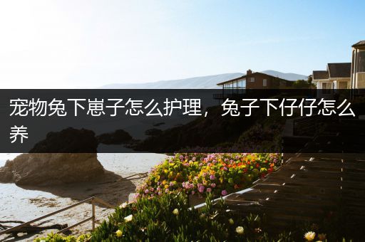 宠物兔下崽子怎么护理，兔子下仔仔怎么养