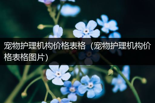 宠物护理机构价格表格（宠物护理机构价格表格图片）