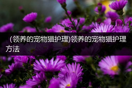 （领养的宠物猫护理)领养的宠物猫护理方法