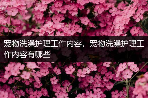 宠物洗澡护理工作内容，宠物洗澡护理工作内容有哪些