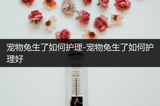 宠物兔生了如何护理-宠物兔生了如何护理好