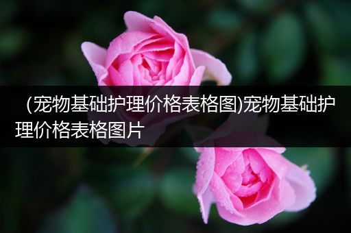 （宠物基础护理价格表格图)宠物基础护理价格表格图片