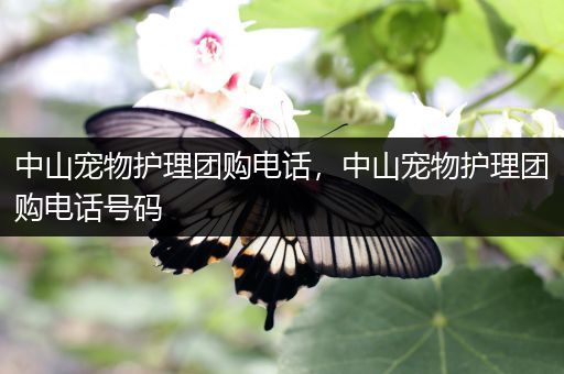 中山宠物护理团购电话，中山宠物护理团购电话号码