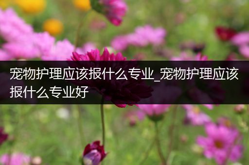 宠物护理应该报什么专业_宠物护理应该报什么专业好