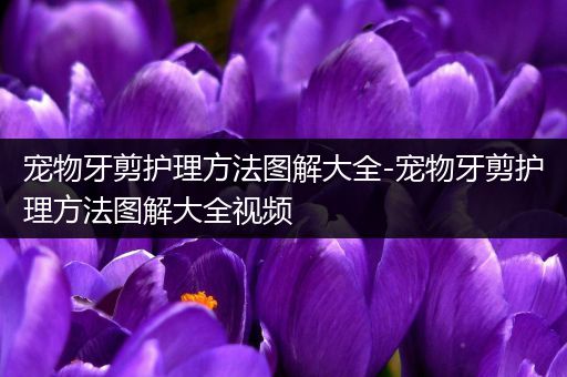 宠物牙剪护理方法图解大全-宠物牙剪护理方法图解大全视频