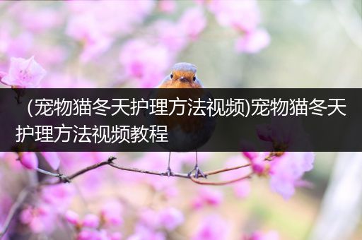 （宠物猫冬天护理方法视频)宠物猫冬天护理方法视频教程