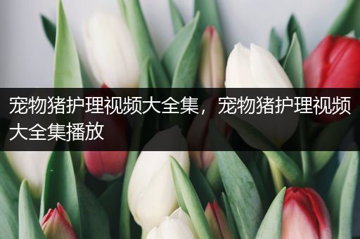 宠物猪护理视频大全集，宠物猪护理视频大全集播放