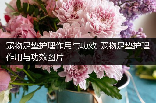 宠物足垫护理作用与功效-宠物足垫护理作用与功效图片