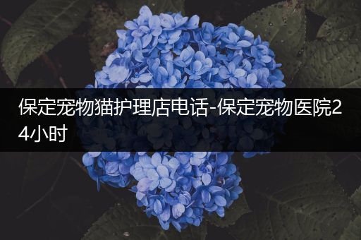 保定宠物猫护理店电话-保定宠物医院24小时