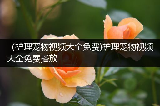 （护理宠物视频大全免费)护理宠物视频大全免费播放