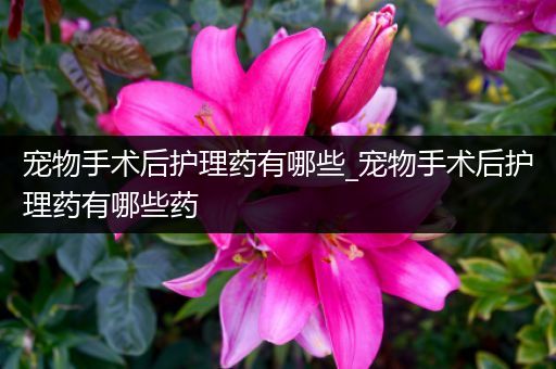 宠物手术后护理药有哪些_宠物手术后护理药有哪些药