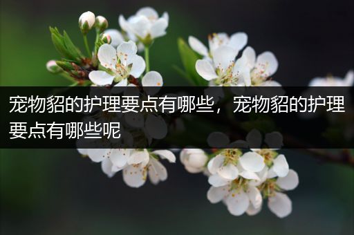 宠物貂的护理要点有哪些，宠物貂的护理要点有哪些呢