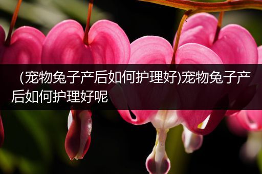 （宠物兔子产后如何护理好)宠物兔子产后如何护理好呢