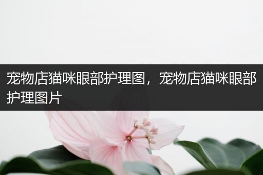 宠物店猫咪眼部护理图，宠物店猫咪眼部护理图片