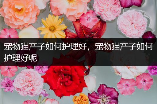 宠物猫产子如何护理好，宠物猫产子如何护理好呢