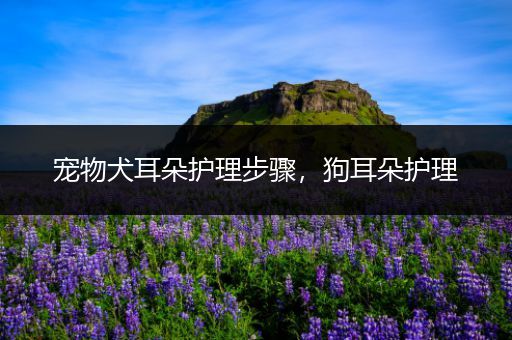 宠物犬耳朵护理步骤，狗耳朵护理