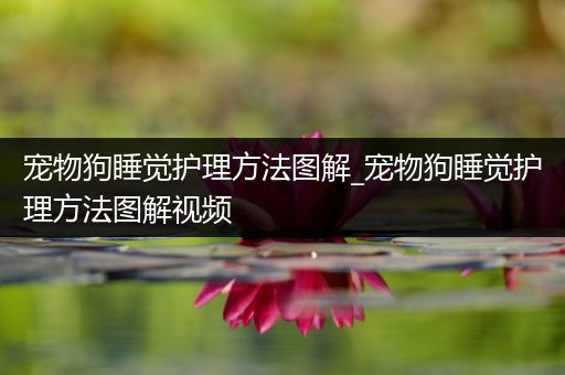 宠物狗睡觉护理方法图解_宠物狗睡觉护理方法图解视频
