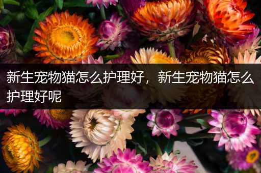 新生宠物猫怎么护理好，新生宠物猫怎么护理好呢