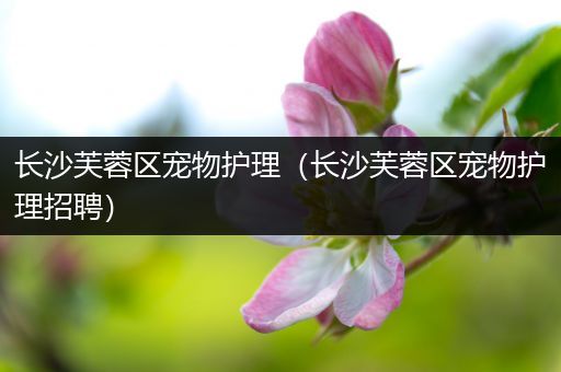 长沙芙蓉区宠物护理（长沙芙蓉区宠物护理招聘）