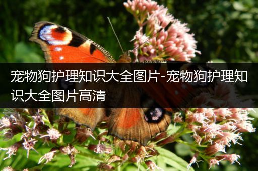 宠物狗护理知识大全图片-宠物狗护理知识大全图片高清