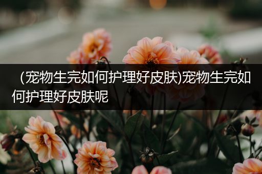 （宠物生完如何护理好皮肤)宠物生完如何护理好皮肤呢