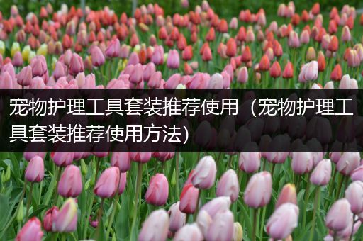 宠物护理工具套装推荐使用（宠物护理工具套装推荐使用方法）